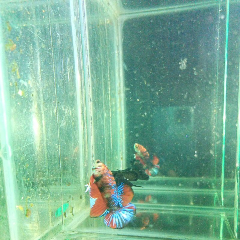 IKAN CUPANG BLACK KOI GALAXY