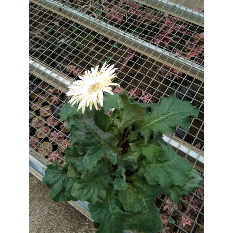 Tanaman Gerbera Omn