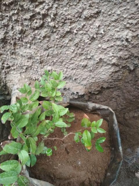 Ready Tanaman Bibit Buah Anggur Pohon/jaboticaba/anggur Brazil
