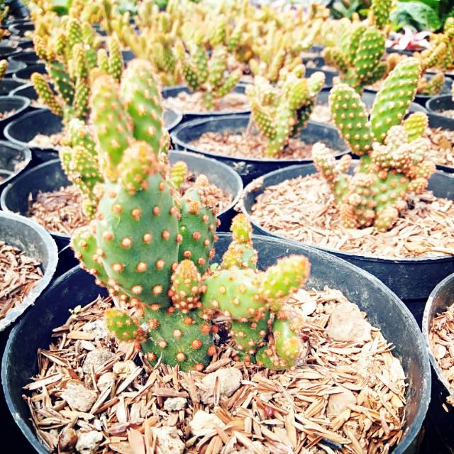 Opuntia ownroot duri merah