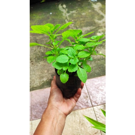 BIBIT KENTANG HITAM/KENTANG KLECI/KENTANG BULU