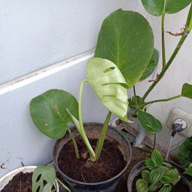 Tanaman Hias Philodendron  Monstera  Shopee Indonesia