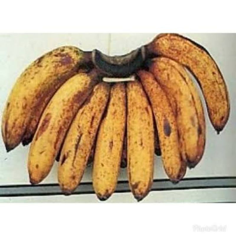 

PISANG BARANGAN UKURAN MEDIUM HARGA PER SISIR