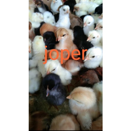 doc joper