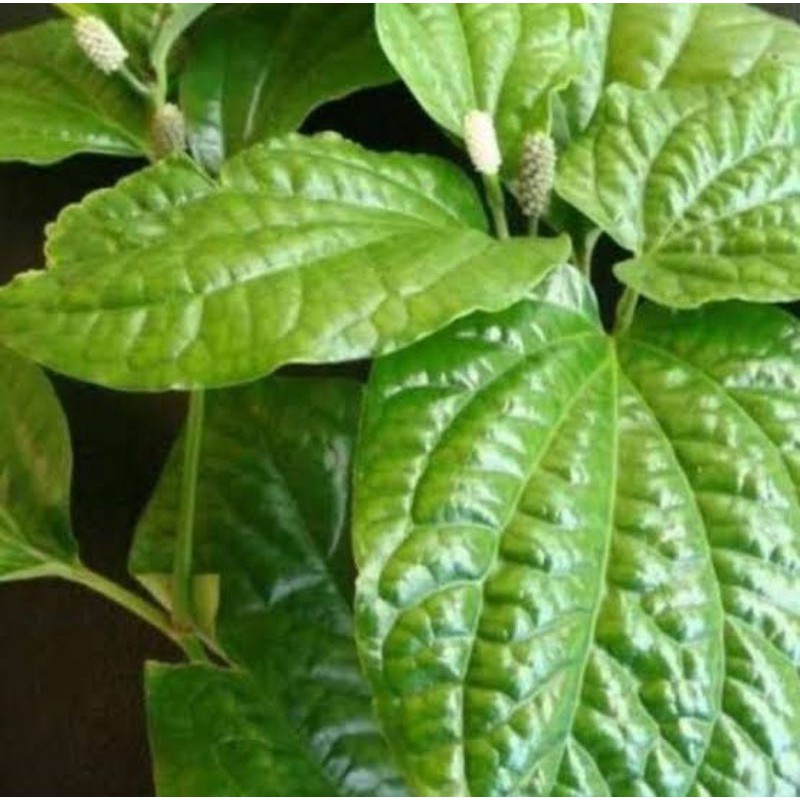 

Daun Karuk Fres 250 Gram