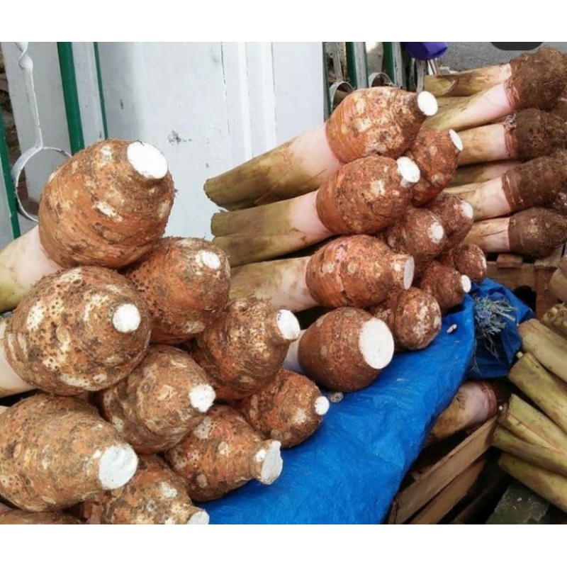 

Buah Talas Bogor pulen super - 1 Pcs