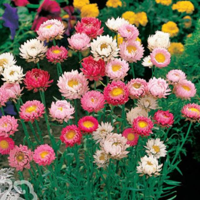 Benih Bunga Strawflower Mix Bunga Asli Australia Very Easy To Grow Shopee Indonesia