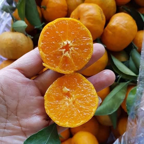 BIBIT POHON JERUK SANTANG MADU - TANAMAN BUAH JERUK SANTANG MADU MANIS