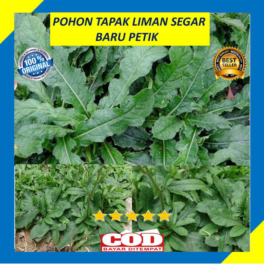 

Daun Pohon Tapak Liman Segar 250 Gram Herbal