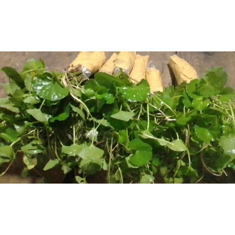 

bibit daun pegagan murah
