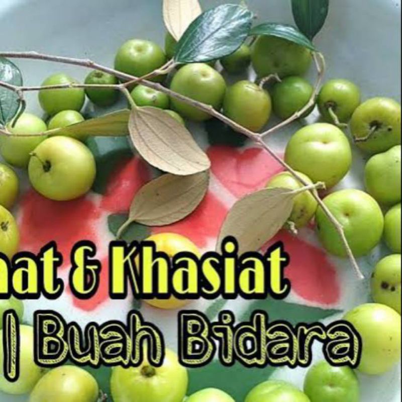 Buah bidara Arab segar 250gram siap konsumsi