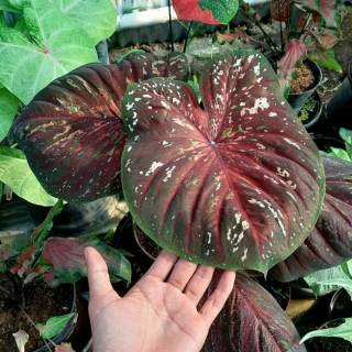 Bibit Caladium Keladi Hias Red Devil Murmer Shopee Indonesia