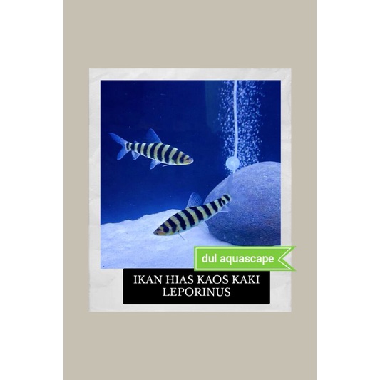 Hiasan aquarium/ikan hias kaos kaki leporinus aquascape