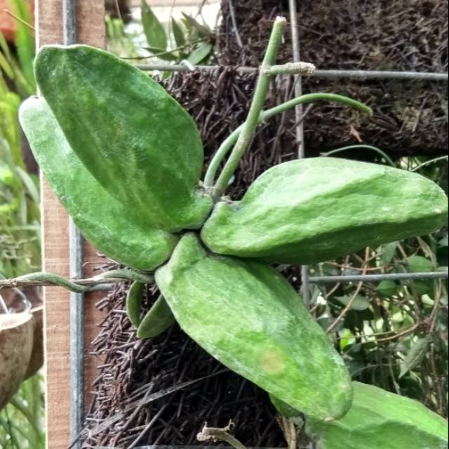 Dischidia Major | Dischidia Raflessiana