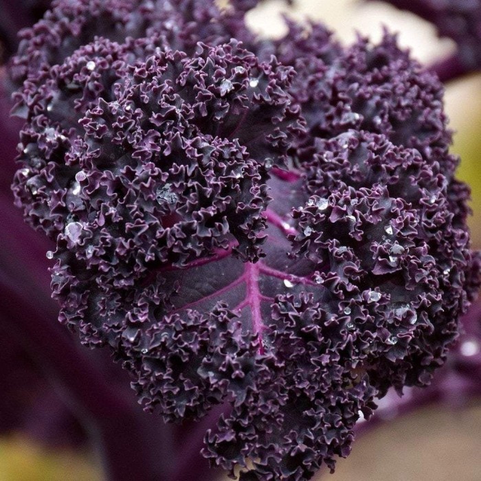 Bibit-Biji Kale Keriting Merah Scarlet (Haira Seed)