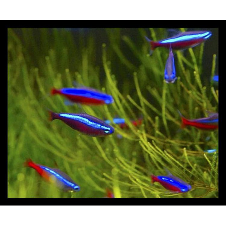 Ikan Neon Cardinal Terlaris