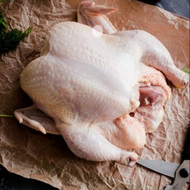 

Ayam Pedaging Potong
