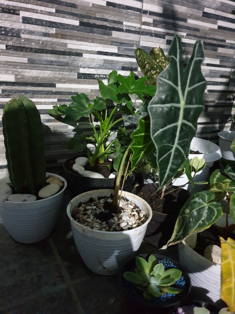 Tanaman Hias Keladi Amazon / Keladi Hias / Keladi Tengkorak