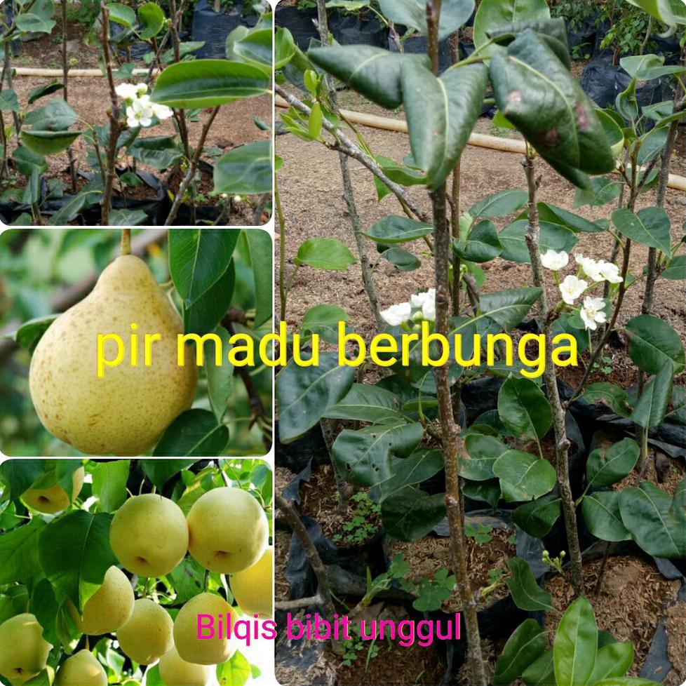 Bibit Buah Pir Madu Asli Berbunga Siap Buah