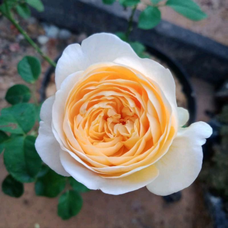 JUAL MAWAR IMPORT JULIET - DAVID AUSTIN JULIET ROSE