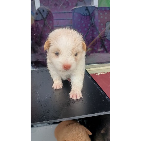 anakan anjing Jepang mix shitzu