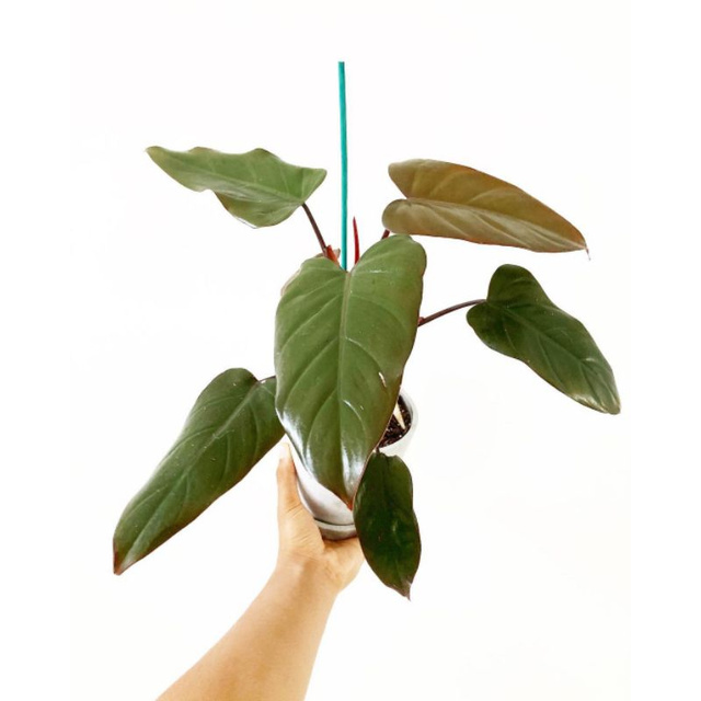 philodendron dark lord~philo dark lord