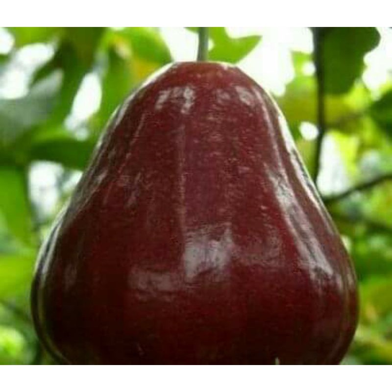 BIBIT JAMBU AIR KING ROSE