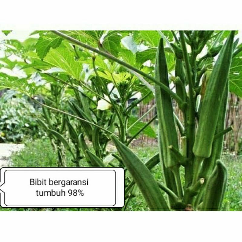1 KG Bibit okra hijau varietas jepang asli