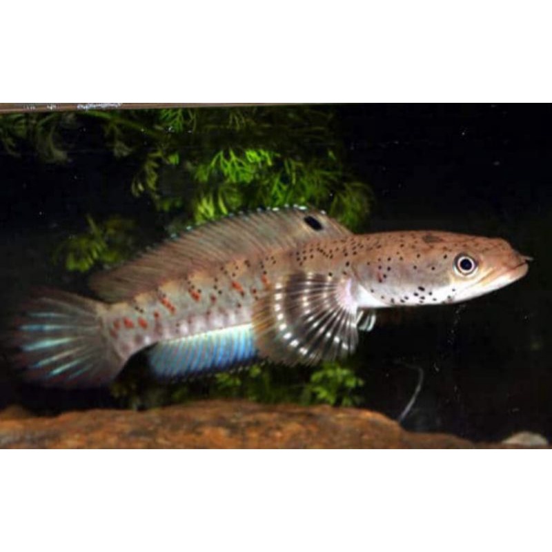 Channa blue Pulchra 6-7cm