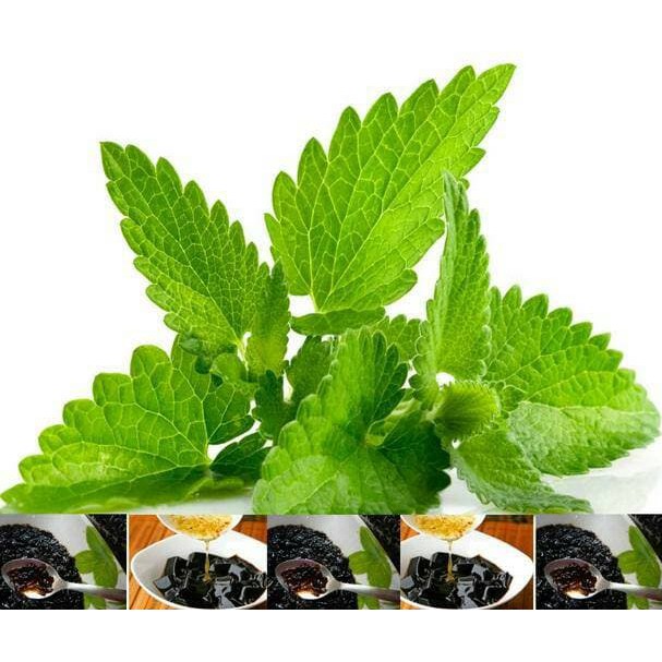 Bibit Tanaman Cincau Hitam Janggelan