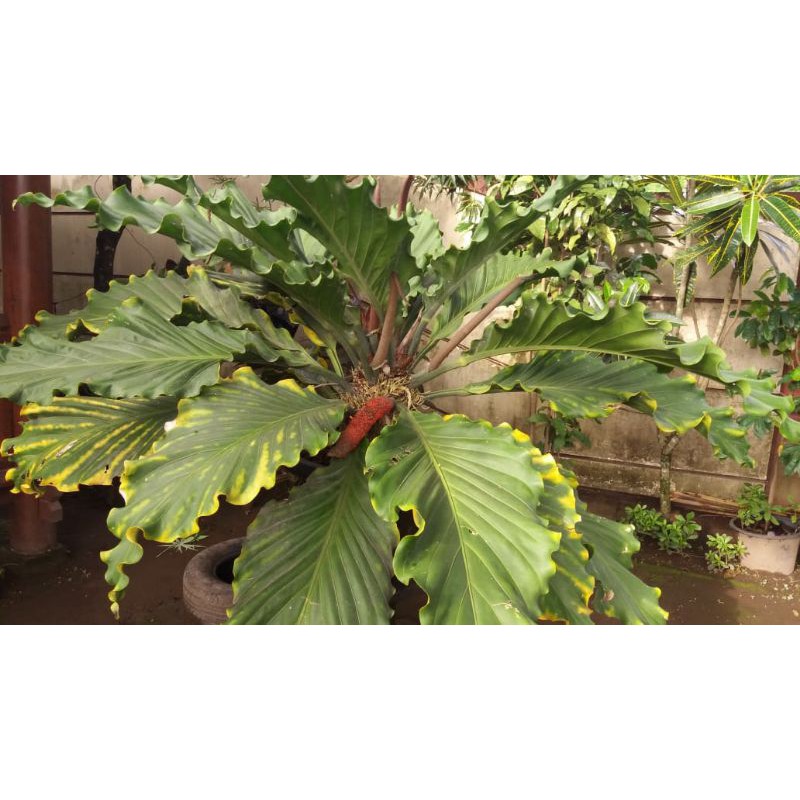 biji Anthurium gelombang cinta giant/jumbo