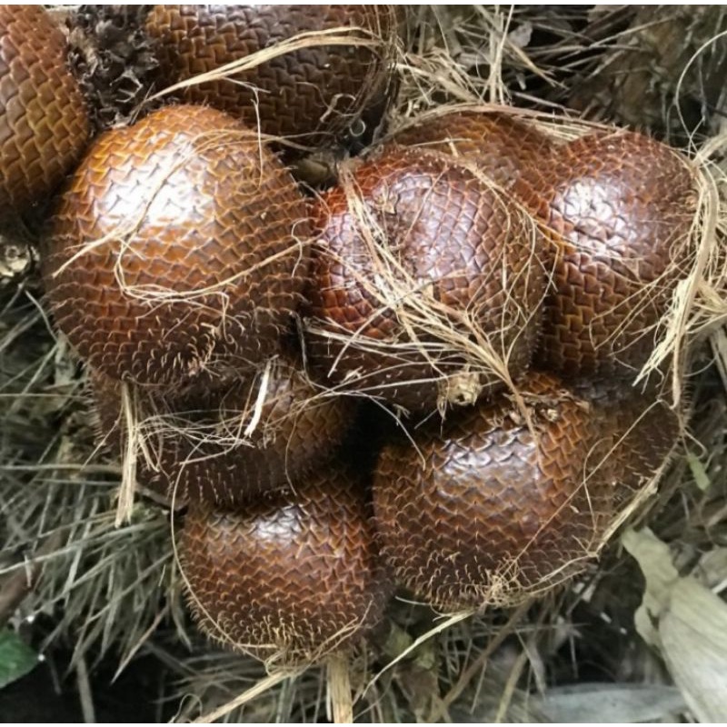 

Salak Pondoh Berat 1 kg (Pengiriman Medan)