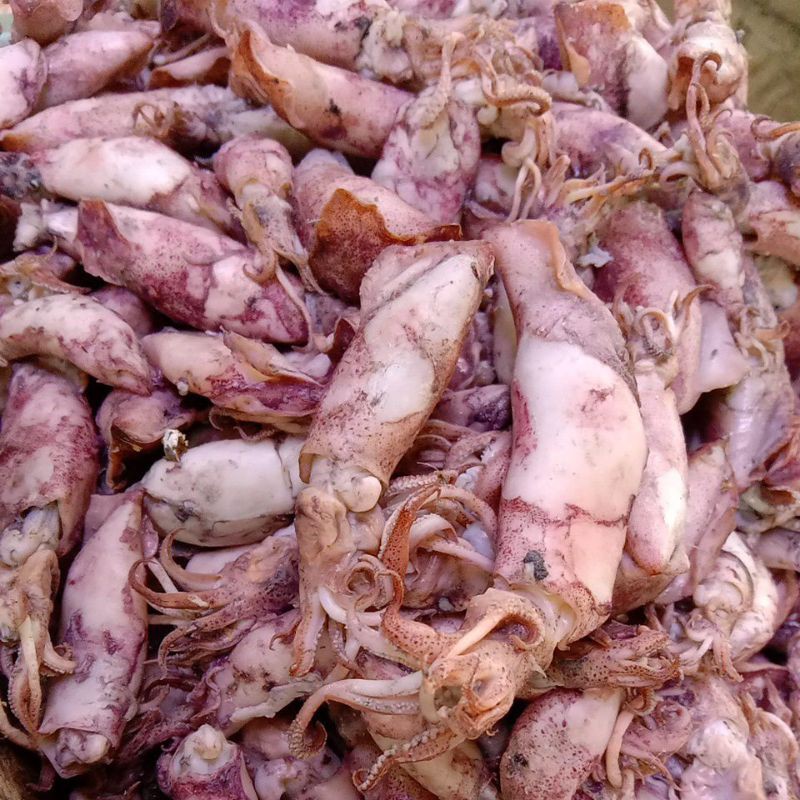 

CUMI JARUM ASIN FRESH (500 gram)