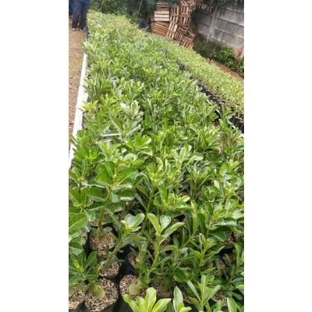 Adenium kamboja tumpuk bonggol besar