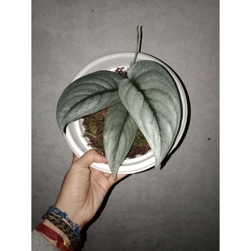 scindapsus silver hero/platinum