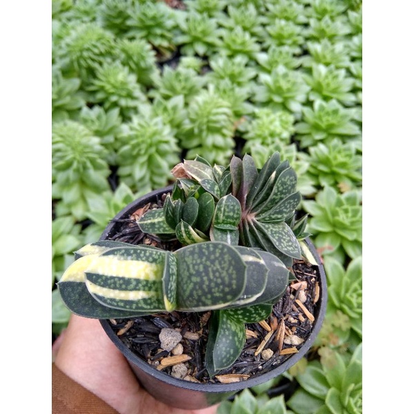 gasteria fuji varigata