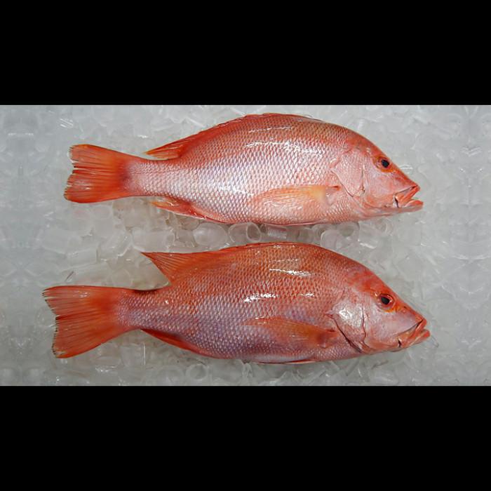 

Fisho | Ikan Kakap Merah 1000Gram Ready stock