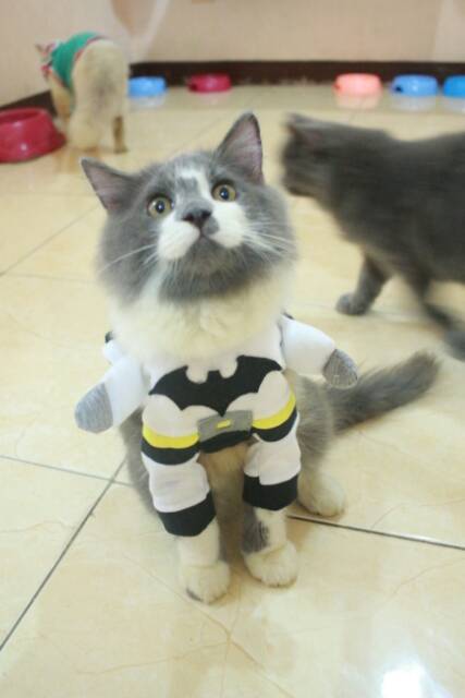 Kostum White batman untuk kucing dan anjing size S M L XL (baju kucing murah meriah)