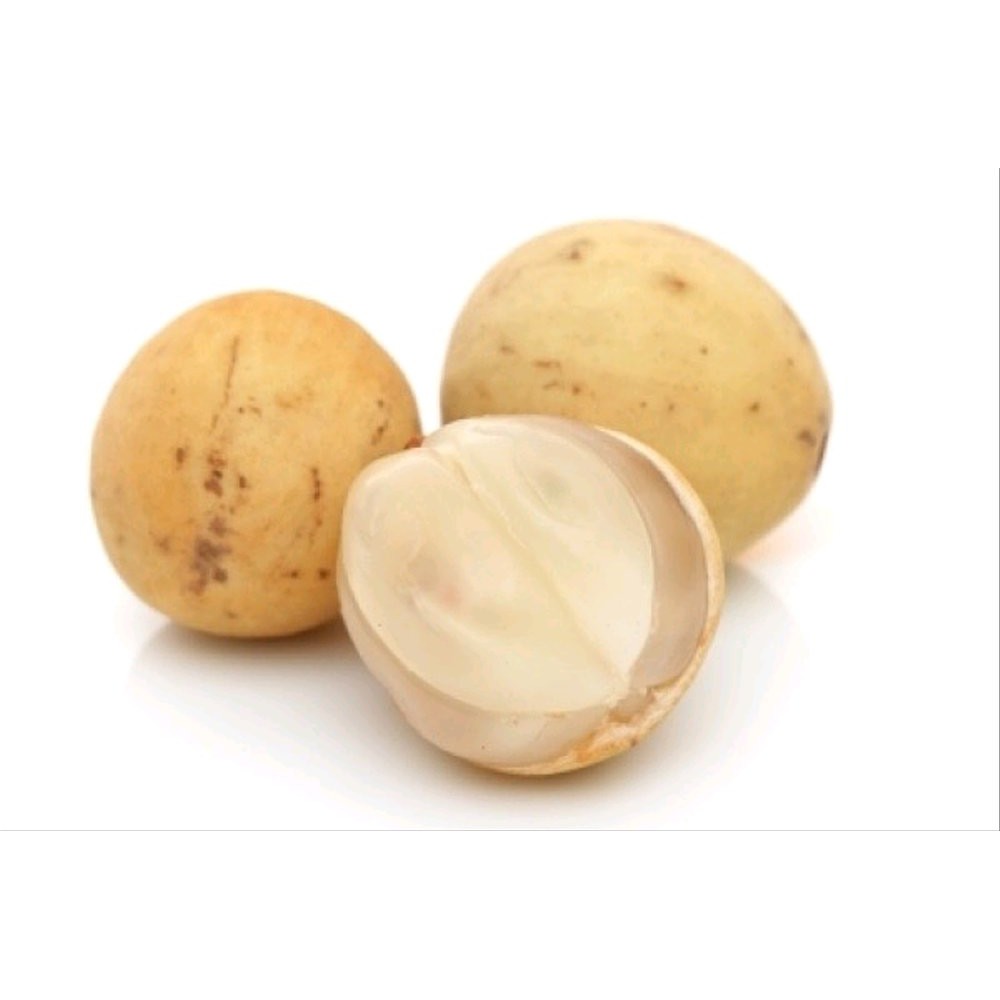 1 Benih Buah Duku thailand