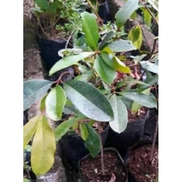 Tanaman Buah - Bibit Duwet *_$