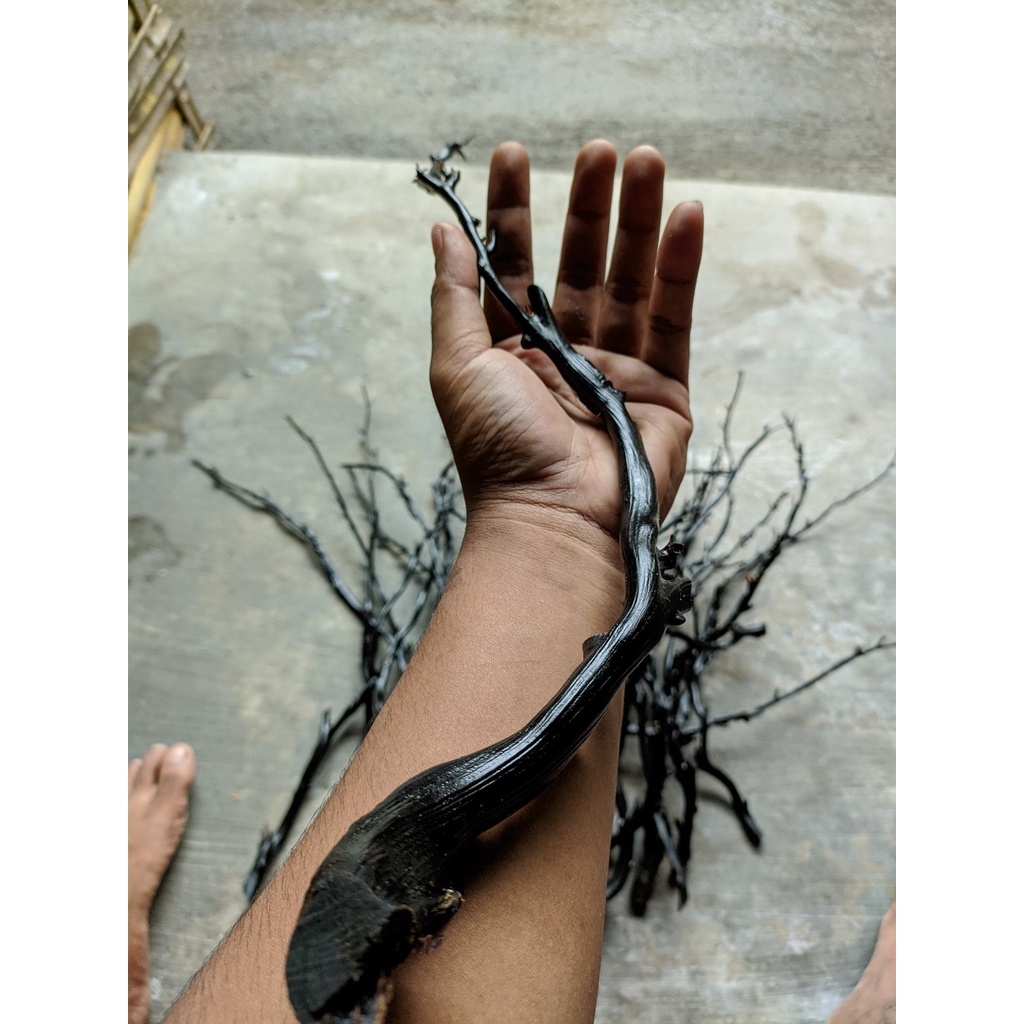 Bahan akar bahar hitam asli berserat papua size jempol up