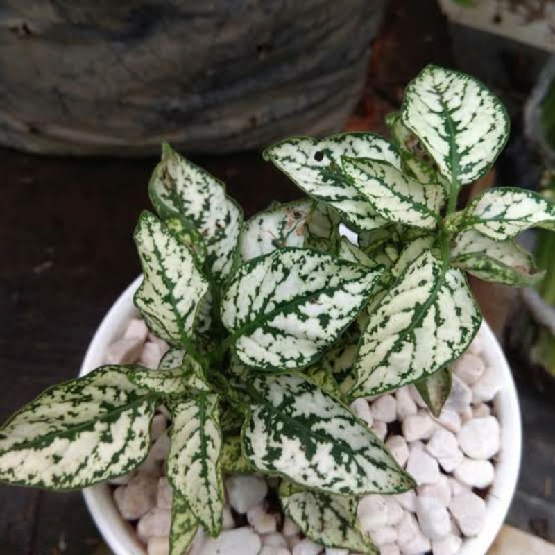 Tanaman Hias Daun Hypoestes - Tanaman Hipotes cantik