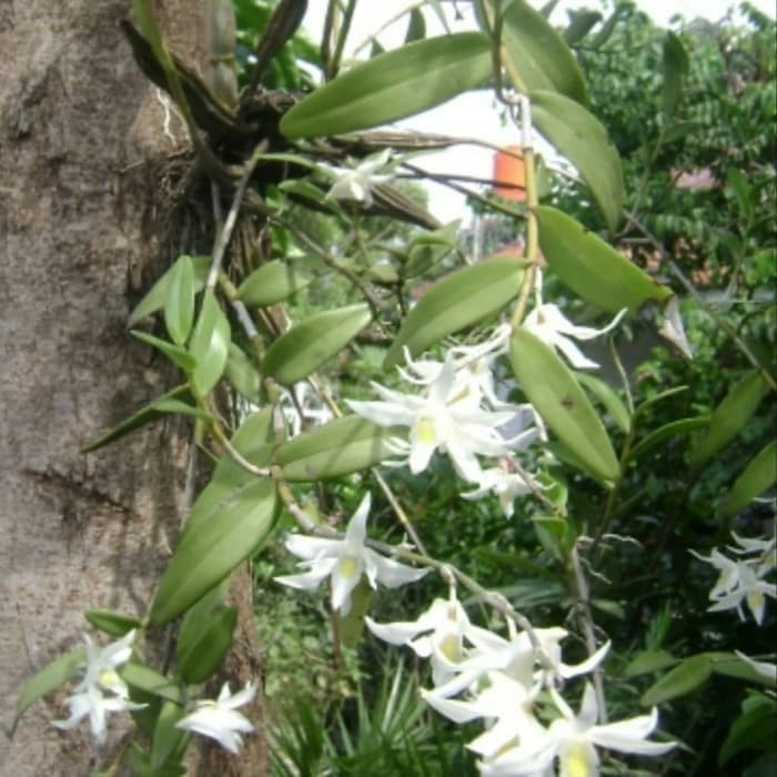 Anggrek dendrobium merpati dewasa (rimbun)