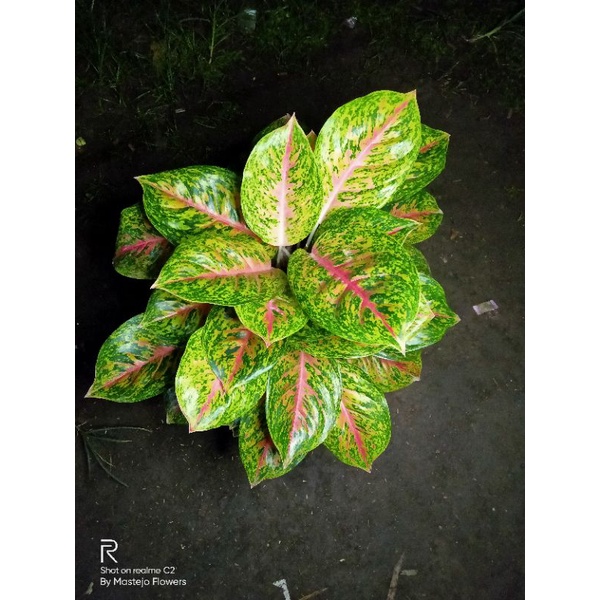 aglonema big papa rumpun