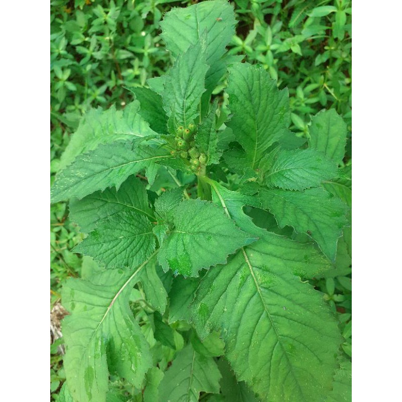 

promo Daun sintrong/daun jalintrong pres 1 kg