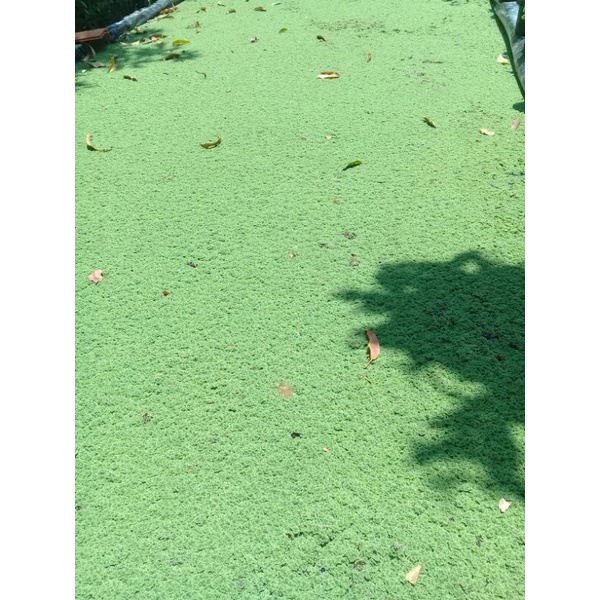 azolla microphylla