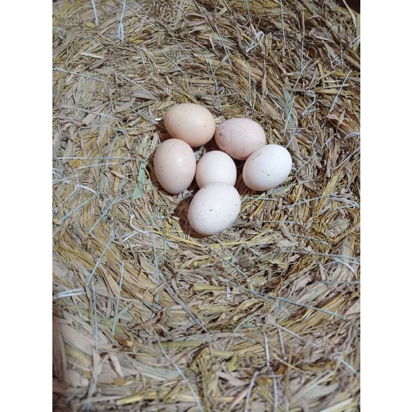 

Telur Ayam Kampung