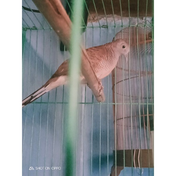 Burung perkutut lokal katuranggan Noroyono