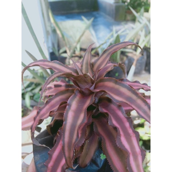 KAKTUS SUKULEN CRYPTANTHUS MERAH