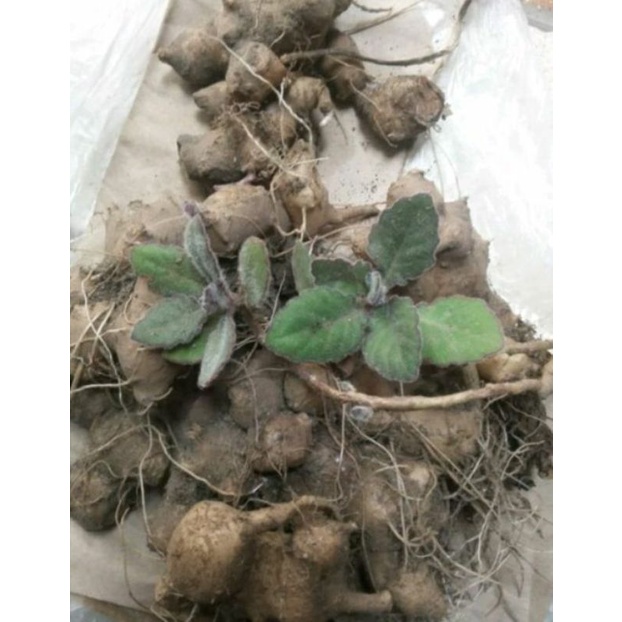 Umbi Dewa Segar fresh